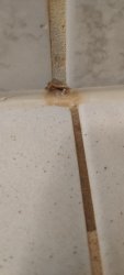 IMG_20200726_104251.jpg