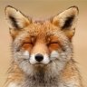 Fox-x
