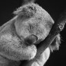 zZzz