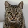 MelancholicCat