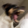 pkuitune