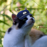 FinnCat