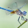 fly