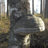 Kääpä
