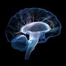 Neocortex