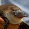 Platypus