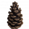 käpy