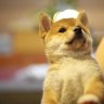 Doggy