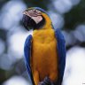 jumpingparrot