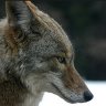 El Coyote