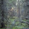 Häivehirvi