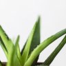 Aloe