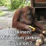 sipuliripuli