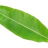 Banaaninlehti