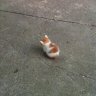 Catto