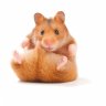 Hamsteri