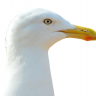 Olbert