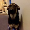 Pewi