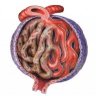 glomerulus