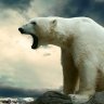 Polarbear