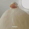Prööt