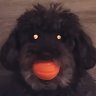 Nalle