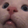 Willtord
