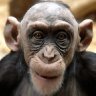 Digimonkey