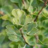 ginkgo