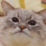 Gatto
