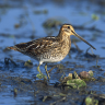 CommonSnipe