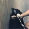 This_Is_Dog