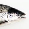 Kalakeitto
