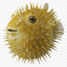 Arzeri