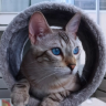 Patuxicky