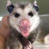 possum