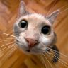 ktuo