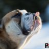 BulldogPO