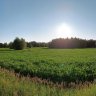 siilipilkku