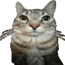 RasseB