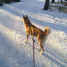 Henkinen
