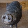 pig