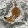 Lord Frozen