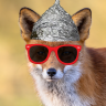 MrFoxZet