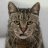 MelancholicCat