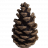 käpy
