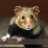 Hampster
