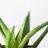 Aloe