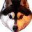 Vipu