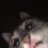 Henkka_D